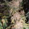 LSD Cannabis-Samen Kaufen