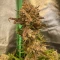 Tangie'matic Auto (Fast Buds) Cannabis-Samen zu verkaufen