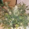 West Coast O.G. Auto (Fast Buds) Cannabis-Samen zu verkaufen