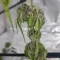 West Coast O.G. Auto (Fast Buds) Cannabis-Samen zu verkaufen