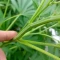 Eleven Roses (Delicious Seeds) Cannabis-Samen zu verkaufen