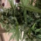 Gelato Auto Cannabis-Samen Kaufen