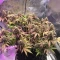 Caramelo Early Version (Delicious Seeds) Cannabis-Samen