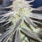 Mimosa EVO (Barney's Farm) Cannabis-Samen zu verkaufen