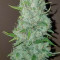 Original Auto Sour Diesel (Fast Buds) Cannabis-Samen zu verkaufen