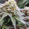 Meringue (Dutch Passion) Cannabis-Samen zu verkaufen