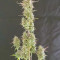 Kaufe Runtz XL Auto Samen feminisiert von Sweet Seeds