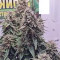 Auto Skywalker Haze Cannabis-Samen Kaufen