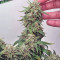 Auto Skywalker Haze Cannabis-Samen Kaufen