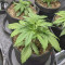 Wedding Cheesecake Auto (Fast Buds) Cannabis-Samen zu verkaufen