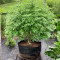 Pineapple Chunk Cannabis-Samen Kaufen