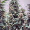 West Coast O.G. Auto (Fast Buds) Cannabis-Samen zu verkaufen