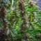 Purple Punch Cookies (Original Sensible Seeds) Cannabis-Samen zu verkaufen