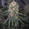 Pure Kush (Original Sensible Seeds) Cannabis-Samen zu verkaufen