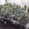 Holy Grail Kush Cannabis-Samen Kaufen