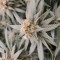 Grandaddy Purple (BlimBurn Seeds) Cannabis-Samen zu verkaufen