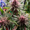 Bubba Kush Cannabis-Samen Kaufen