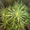 Kaufe Mimosa x Orange Punch Samen feminisiert von Barney's Farm