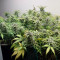 Purple Haze Auto Cannabis-Samen Kaufen