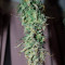 Purple Haze Auto Cannabis-Samen Kaufen