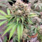 Kaufe Lemon Tree Samen feminisiert von Barney's Farm