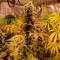Peyote Cookies Cannabis-Samen Kaufen