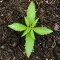 Biscotti Auto (Green House Seeds)