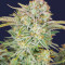 Bruce Banner Auto feminisierte Samen (Fast Buds)