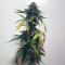 Buddha Haze Automatic (Big Buddha Seeds) Cannabis-Samen