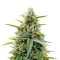 Gelato #33 Fast (Advanced Seeds)
