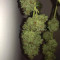 Gorilla Z feminisierte Samen (Barney's Farm)
