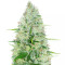Moby Dick (Herbies USA Express)