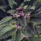 Purple Punch feminisierte Samen (Barney’s Farm)