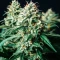 Russian Fuel Auto (Flash Seeds) Cannabis-Samen