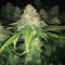 Super Lemon Haze (GHS)