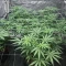 Sweet Critical CBD (00 Seeds)
