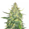Trans Siberian Auto (Auto Seeds) Cannabis-Samen