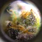 Wombat (BlimBurn Seeds) Cannabis-Samen