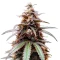 Z (Big Head Seeds) Cannabis-Samen