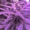 60 Day Lemon Autoflower (DNA Genetics) Cannabis-Samen