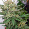 Atomic (Bomb Seeds) Cannabis-Samen