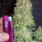 Auto Blueberry (Dutch Passion) Cannabis-Samen