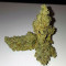 Auto Gelato strain