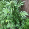 BCN Critical XXL Autoflower (Seedstockers) Cannabis-Samen