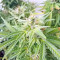 BCN Power Plant Autoflower (Seedstockers) Cannabis-Samen