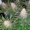 Blue Cheese strain