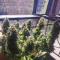 Buddha Deimos Auto regular (Buddha Seeds) Cannabis-Samen
