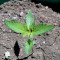 CBD Lemon Potion Auto (Barney's Farm) Cannabis-Samen