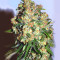 Critical (Advanced Seeds) Cannabis-Samen