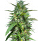 Destroyer Regular (CannaBioGen) Cannabis-Samen
